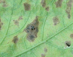 秋季月季病虫防治(图3)