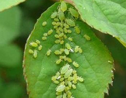 秋季月季病虫防治(图6)