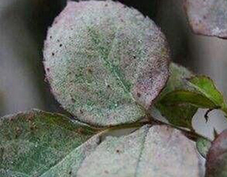 秋季月季病虫防治(图7)