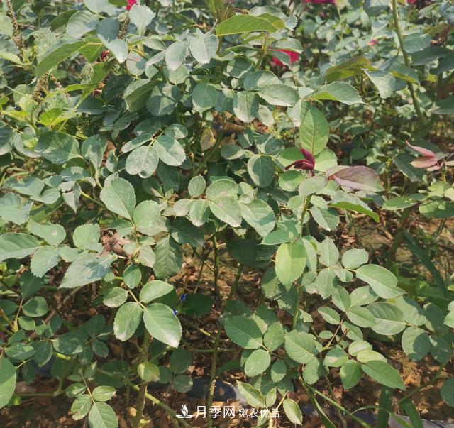 2025年南阳月季裸根苗价格(图4)