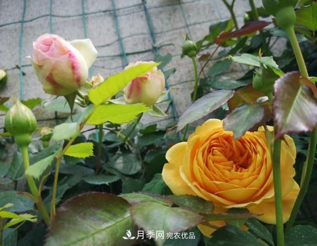 养的月季为什么不爱长？这几个原因最常见(图3)
