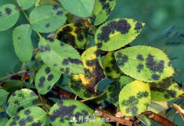 养的月季为什么不爱长？这几个原因最常见(图5)