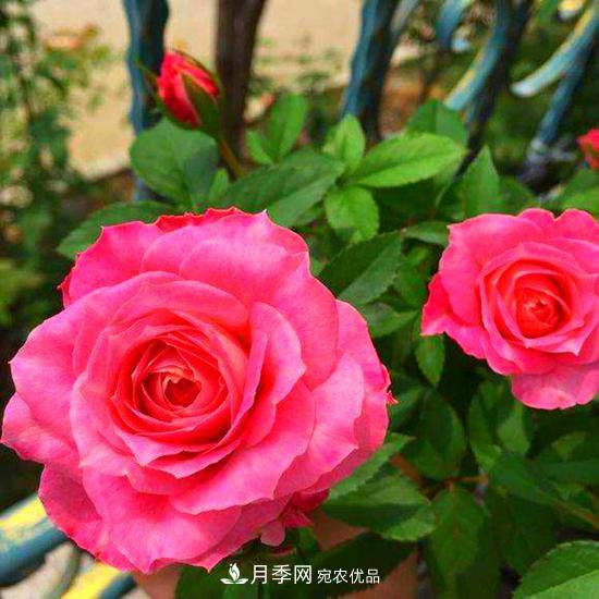 月季是个庞大的家族，这3种最受欢迎，盛夏开花爆盆(图3)