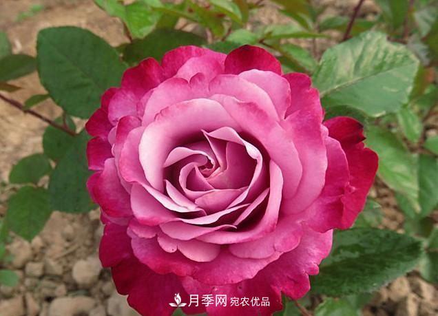 最美的波浪边月季，又香又勤花，种植无难度，非常适合新手(图11)