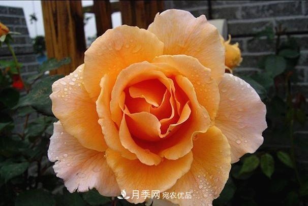 最美的波浪边月季，又香又勤花，种植无难度，非常适合新手(图5)