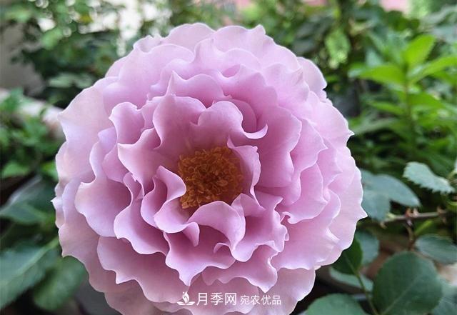 最美的波浪边月季，又香又勤花，种植无难度，非常适合新手(图2)