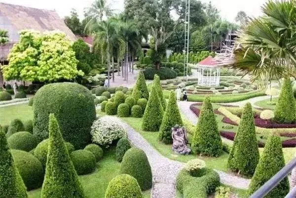 这种高颜值、高利润的苗木，竟然缺点不少(图3)