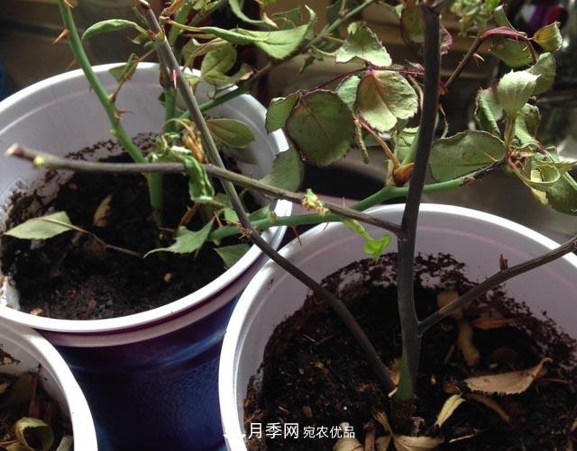 为何月季一剪就死？是修剪时间还是方法不对？月季修剪6大禁忌(图2)