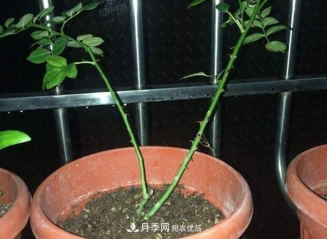 为何月季一剪就死？是修剪时间还是方法不对？月季修剪6大禁忌(图3)