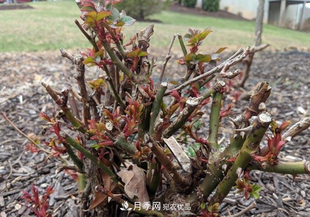 为何月季一剪就死？是修剪时间还是方法不对？月季修剪6大禁忌(图4)