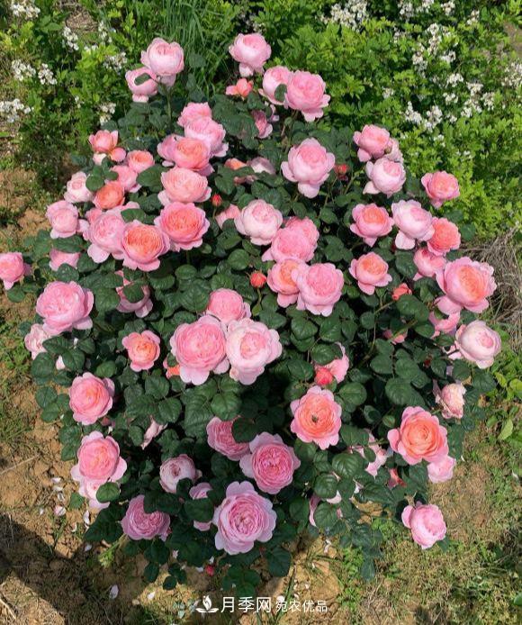 秋天养月季做好4方面，笋芽多开花旺(图2)