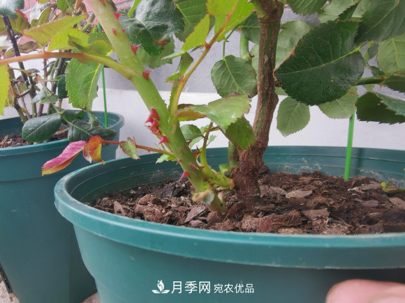 秋天养月季做好4方面，笋芽多开花旺(图3)