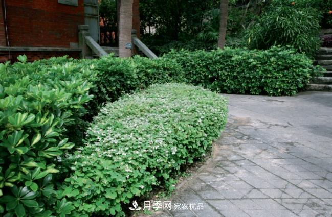 几款常见的园林景观苗木，配置在景观中很漂亮(图4)