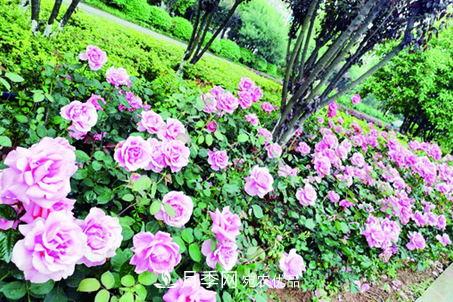 衡阳万株月季盛放，美了衡州大道(图1)