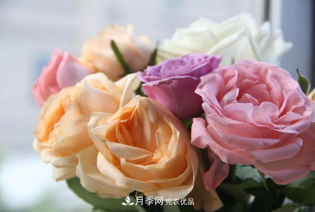 养花妙招：月季这样施肥花瓣大而艳(图1)