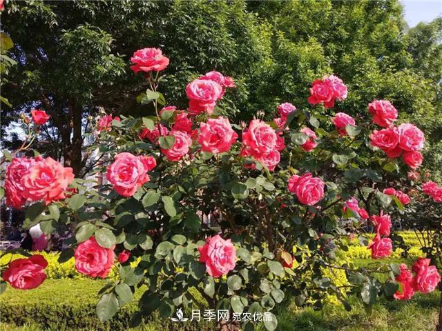 衡水街头开满月季花，又香又美人人夸(图2)