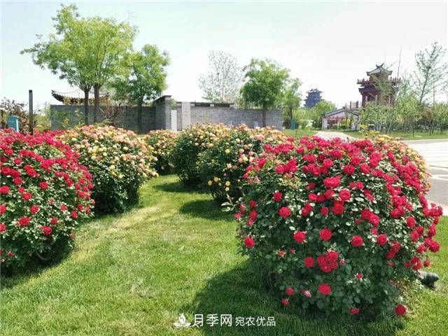 衡水街头开满月季花，又香又美人人夸(图3)