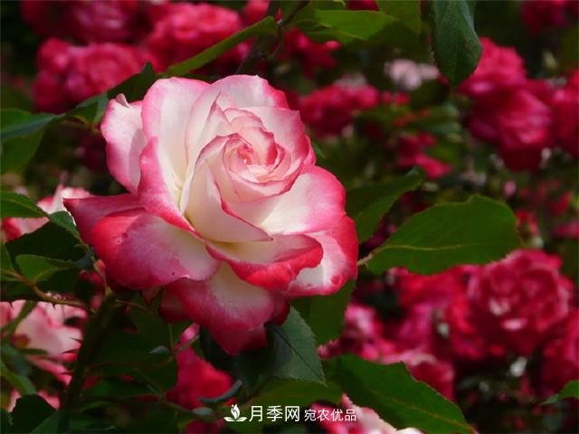 月季养护二三事，做好这几点，想不开花都难(图1)