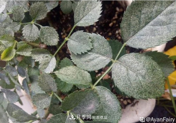 月季常见7大虫害，防治方法都在这里了，收藏起来(图3)