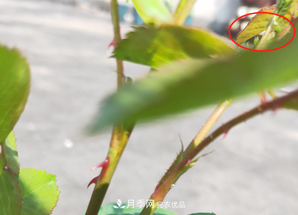 月季常见7大虫害，防治方法都在这里了，收藏起来(图2)