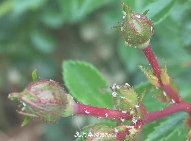 月季常见7大虫害,防治方法都在这里了,收藏起来(图8) 月季常见7大虫害,防治方法都在这里了,收藏起来(图8)