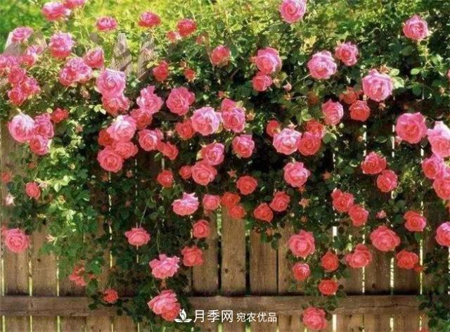 大户人家用6种方法养造型月季，美观大气上档次(图3)