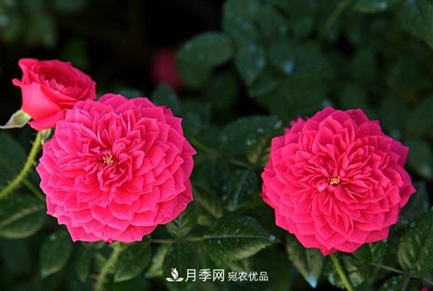 不香的月季没有灵魂，适合阳台的浓香微月，一朵满室生香(图4)