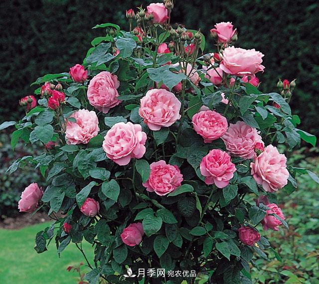 中国不同区域适合培养哪些月季种类？(图1)