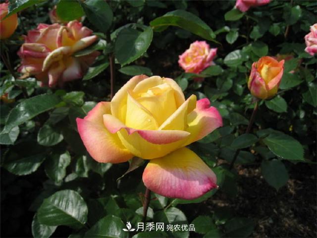 月季花友常见的6个&amp;quot;毛病&amp;quot;，你有几个？(图1)