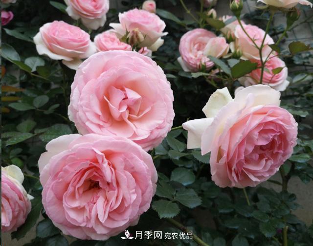 月季入秋养护做到这3点，开花大又多！(图1)
