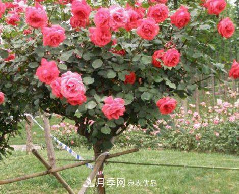 月季花很漂亮，但选购的时候认准这7个方法(图3)