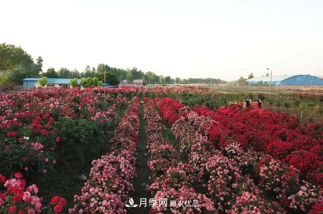南阳唐河县圆满完成月季三个一工程建设(图6)