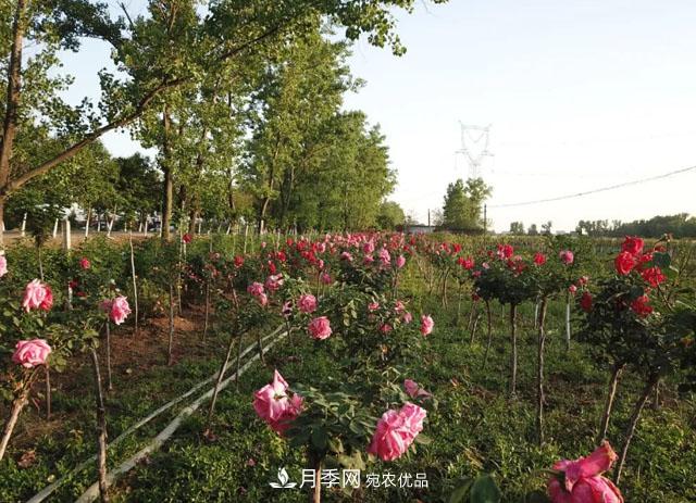 南阳唐河县圆满完成月季三个一工程建设(图4)