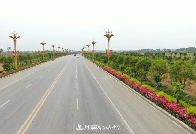 南阳唐河县圆满完成月季三个一工程建设(图5)