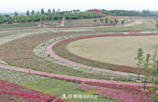 南阳唐河县圆满完成月季三个一工程建设(图1)