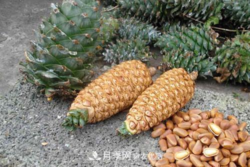 9月又到换盆时，盆里加点“特殊料”，怎么养都爆盆(图3)