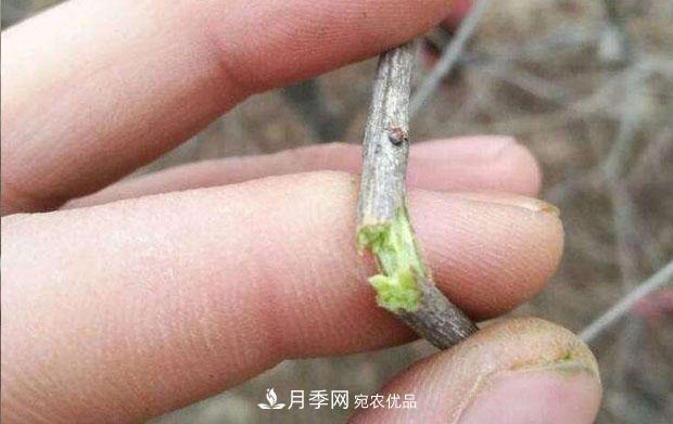 月季枝条折了怎么办？别急着剪，这么做救回来(图2)