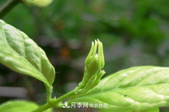 月季叶子卷曲没有虫，是什么原因(图1)