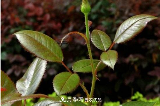 月季叶子卷曲没有虫，是什么原因(图3)