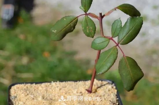 月季花的扦插养殖方法(图1)