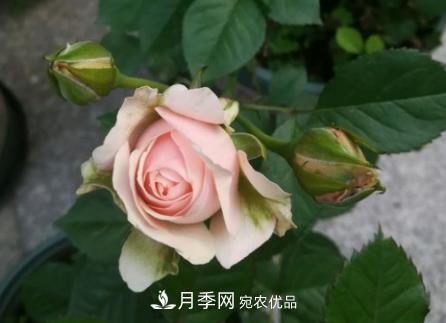 月季小叶病的防治方法(图1)