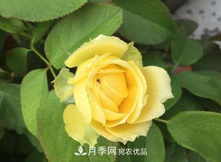 月季小叶病的防治方法(图2)