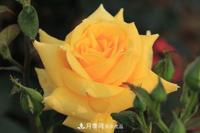 月季养殖 南北方有什么差异(图2)