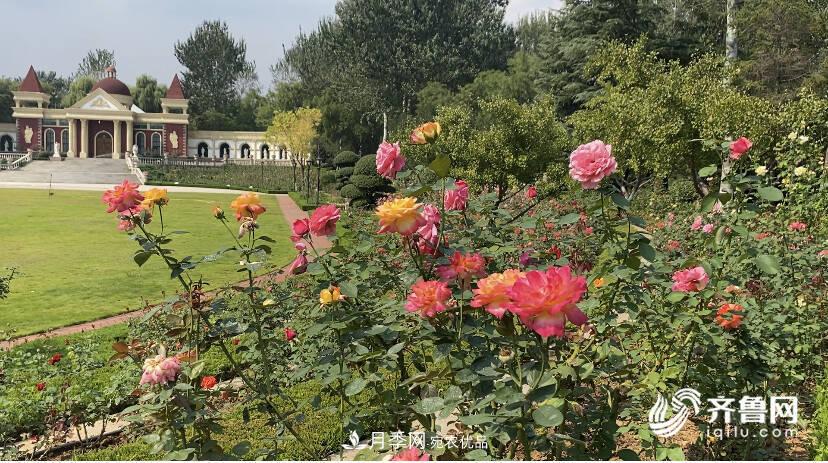 山东济南网红打卡地！带您看姹紫嫣红的月季花海(图3)