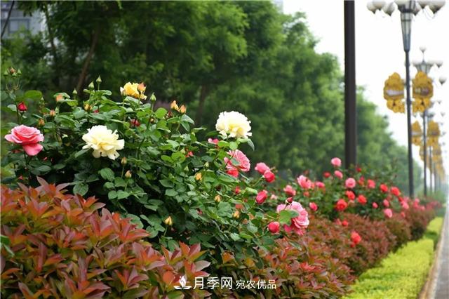 月季之都，陕西韩城市打造月季花海文化名城(相册)(图5)