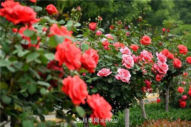 月季之都，陕西韩城市打造月季花海文化名城(相册)(图10)