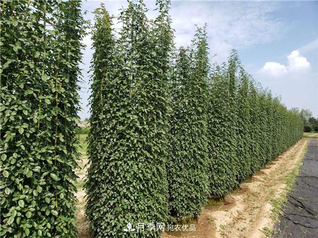 藤本造型月季有哪几种？8种潮流绿化造型超级火(图3)