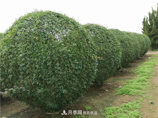 藤本造型月季有哪几种？8种潮流绿化造型超级火(图4)