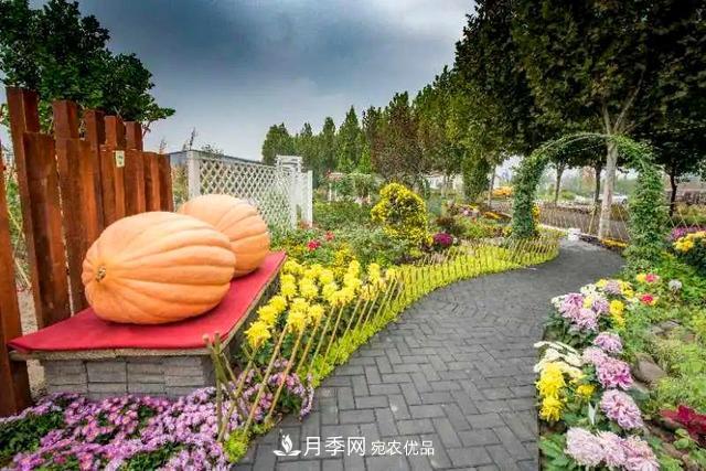 北京大兴魏善庄月季小镇千余种月季进入盛花期(图2)