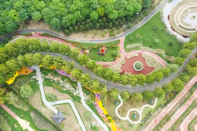 北京大兴魏善庄月季小镇千余种月季进入盛花期(图4)